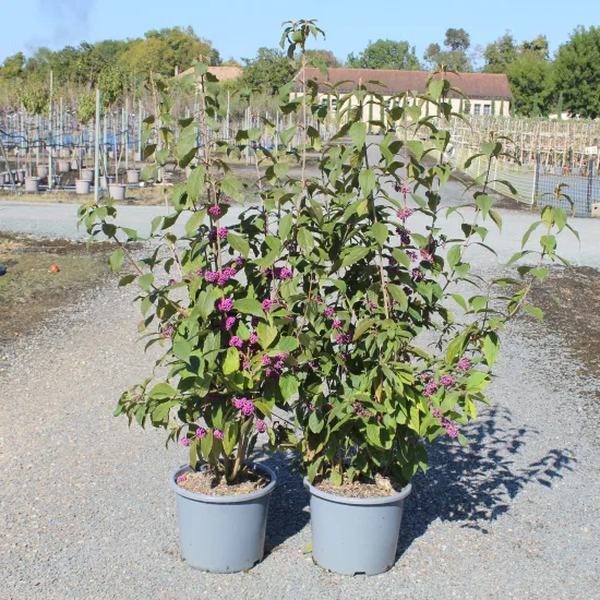 Arbre aux bonbons