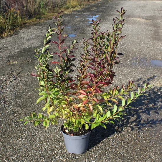 Forsythia 'Lynwood'