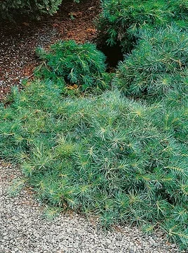 Pin sylvestre 'Repens'