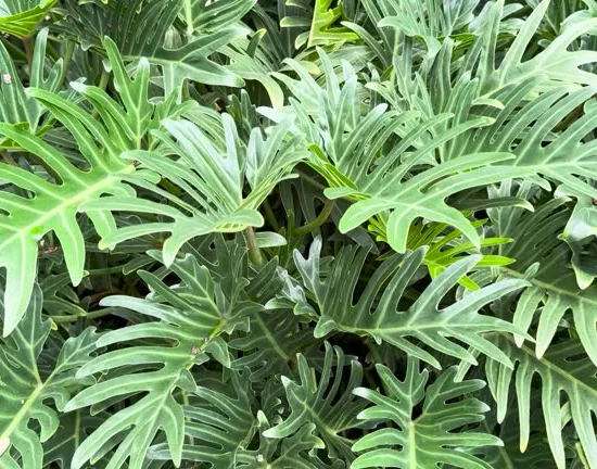 philodendron Xanadu