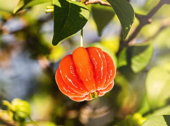 Cerisier de Cayenne
