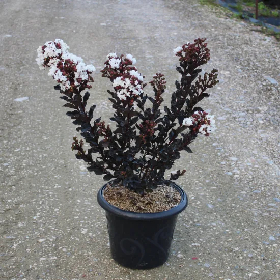 Lilas des indes 'Coconut sorbet'