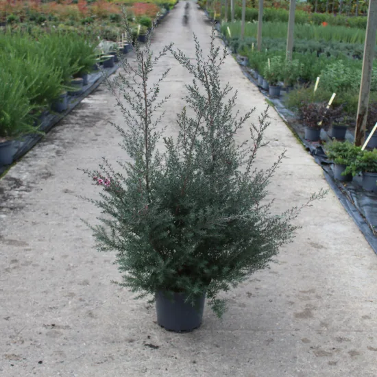 Arbre à thé 'Winter cheer'