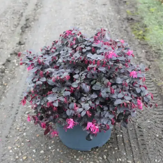 Loropétale de chine 'Black pearl'