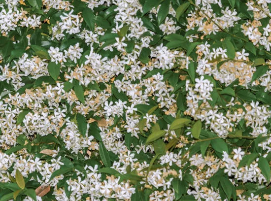 Faux-jasmin 'Select'