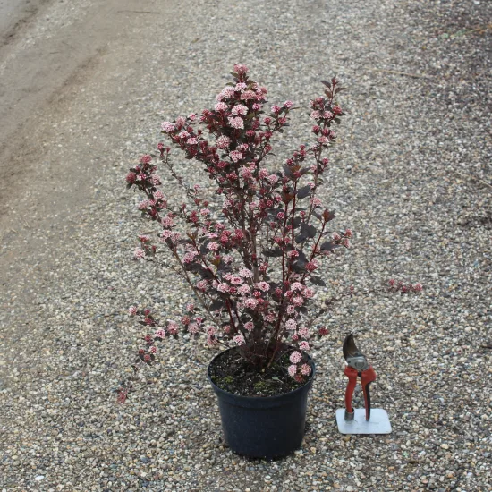 Physocarpe 'Little jocker'