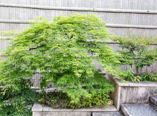 Érable du japon 'Dissectum seiryu vert'