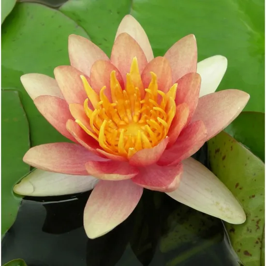 Nénuphar 'Sioux'