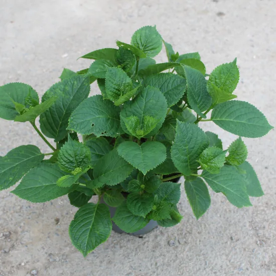 Hortensia 'Dolce gipsy rose'