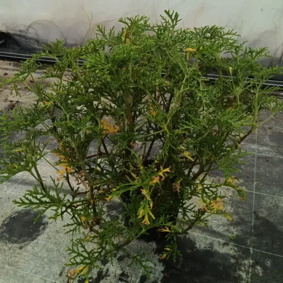 Géranium au parfum de citron ' '