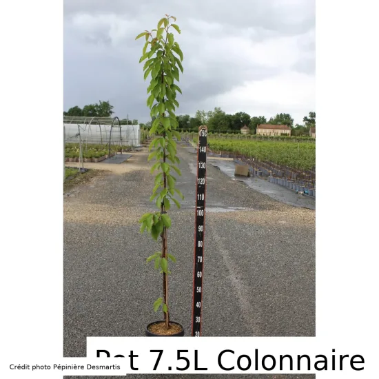 Cerisier 'Delice de malicorne'