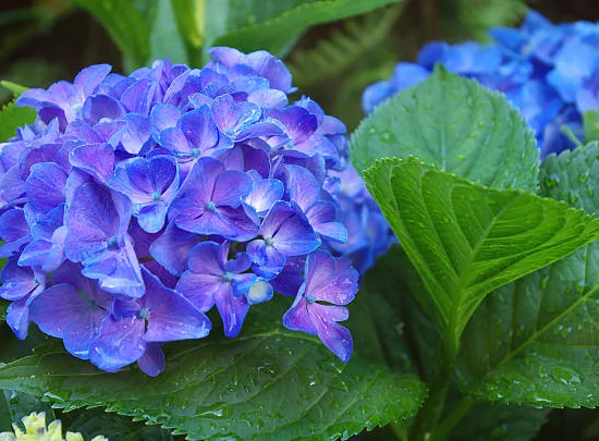 Hortensia 'Renate steiniger bleu'