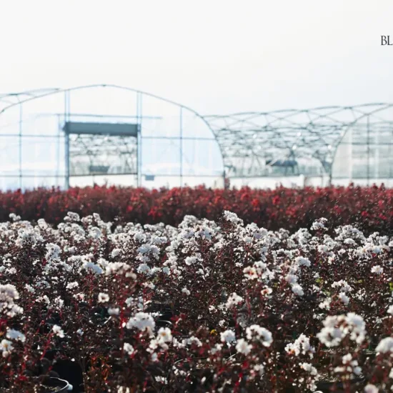 Lilas des indes 'Pure white'