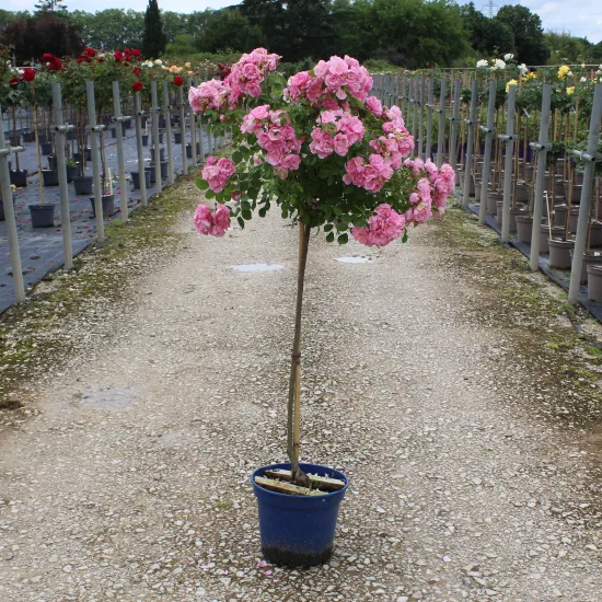 Rosier 'Mareva noamel '