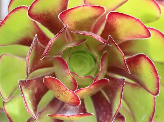 Crassule 'platyphylla'