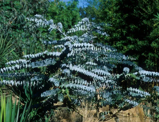 Eucalyptus à feuilles rondes