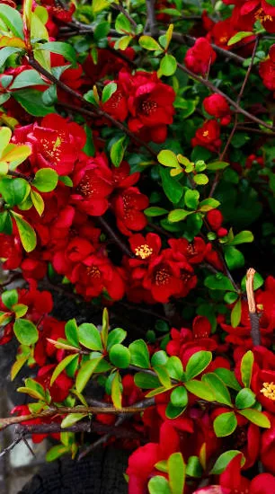 Cognassier à fleurs 'Scarlet storm'
