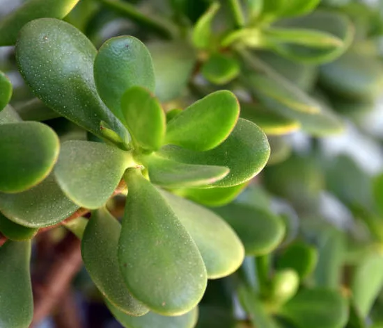 Arbre de Jade