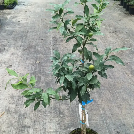 Kumquat 'Nagami'