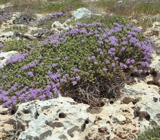 Thymus vulgaris