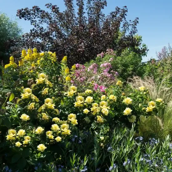 Rosier 'Suneva jaune '