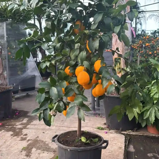 Citronnier meyer