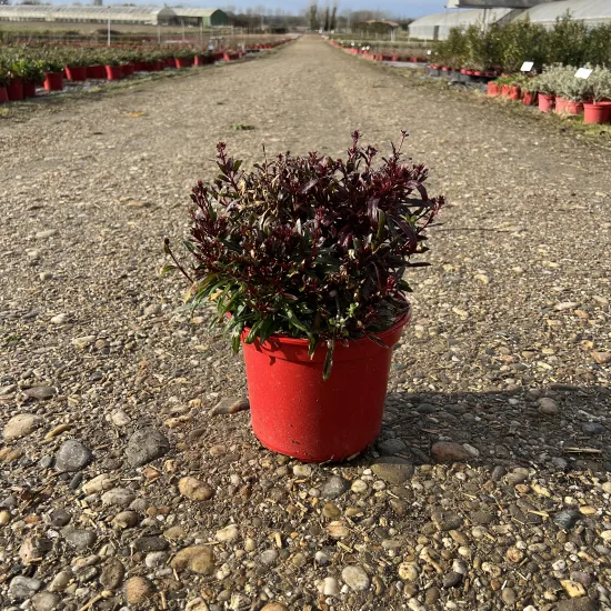 Gaura