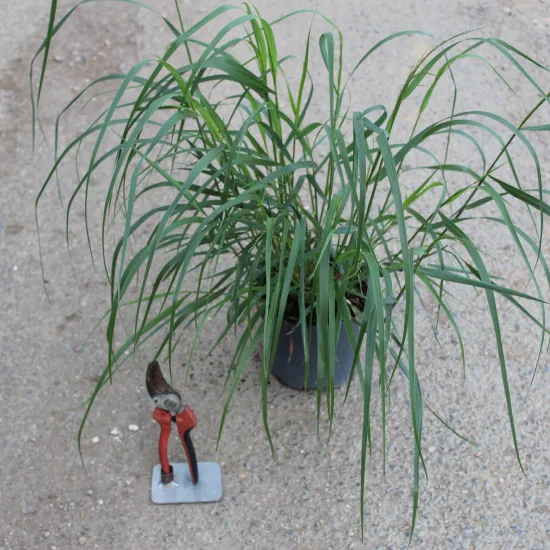 Panicum 'Rehbraun'