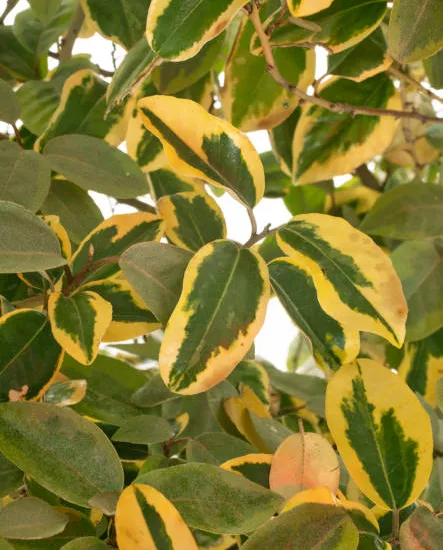 Chalef épineux Maculata