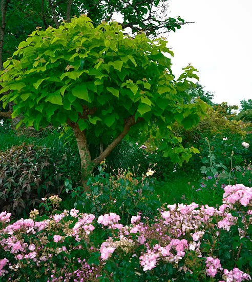 Catalpa commun 'Nana bungei '