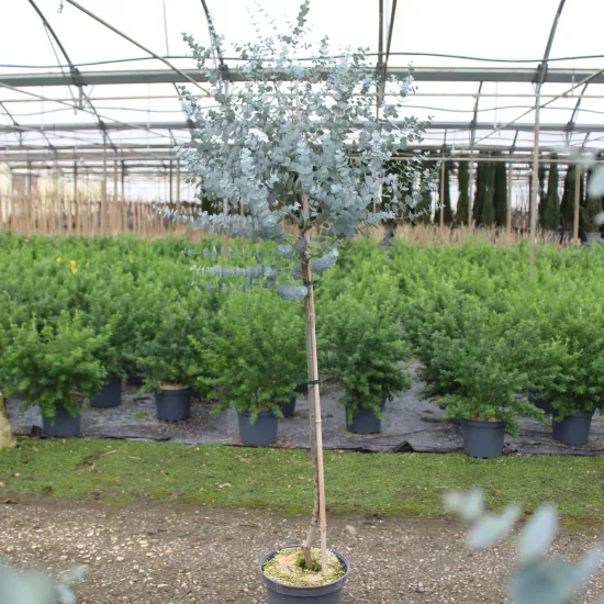 Eucalyptus à feuilles rondes 'Azura'