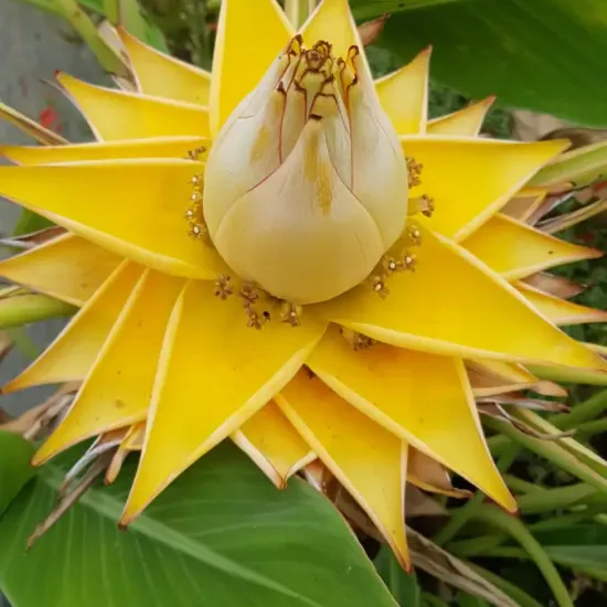 Bananier lotus d'or