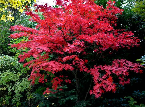 Érable du japon 'Bloodgood rouge'