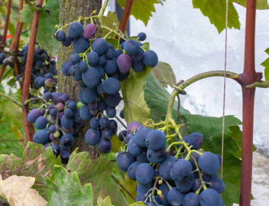 Vigne 'De table autumn royal seedless'