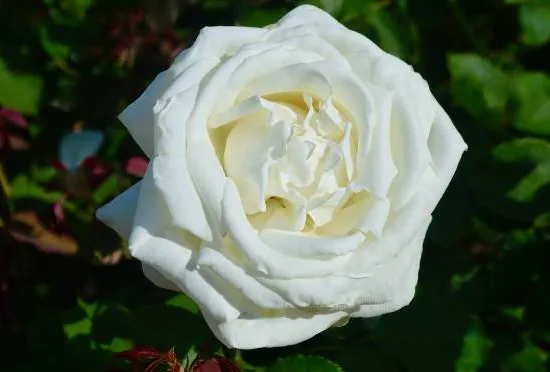 Rosier 'Annapurna '
