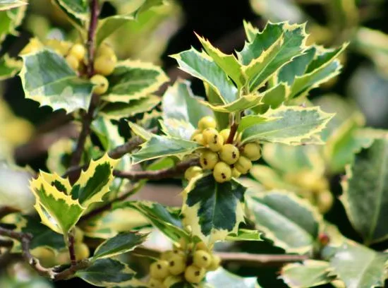Houx crénelé nain 'Lingold'