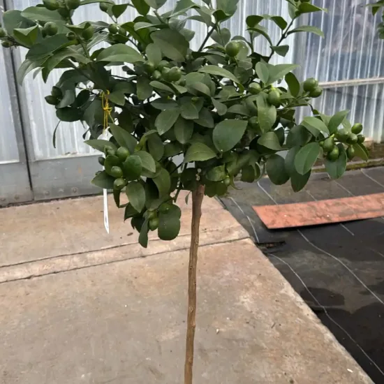 Citronnier meyer