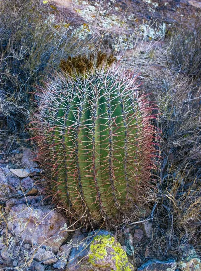 Ferocactus pilosus