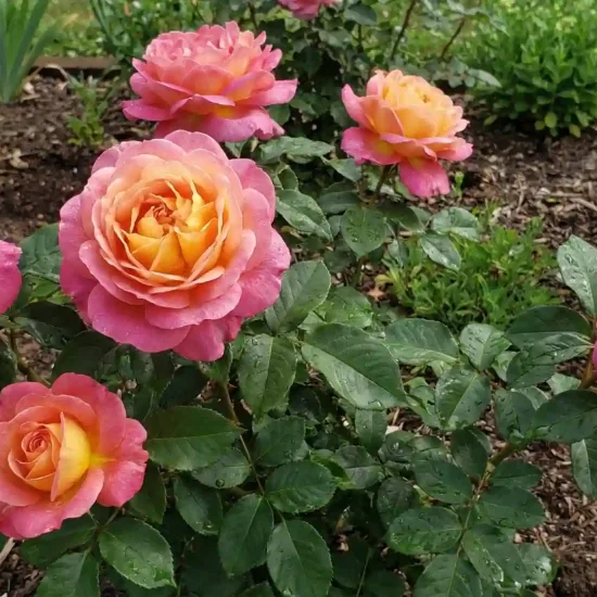 Rosier 'Gorgeous '