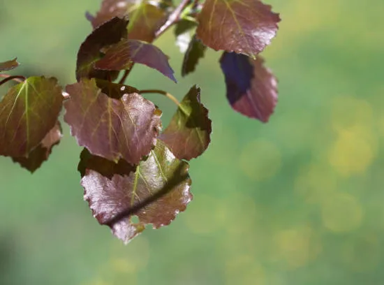 Bouleau noir 'Crimson frost'