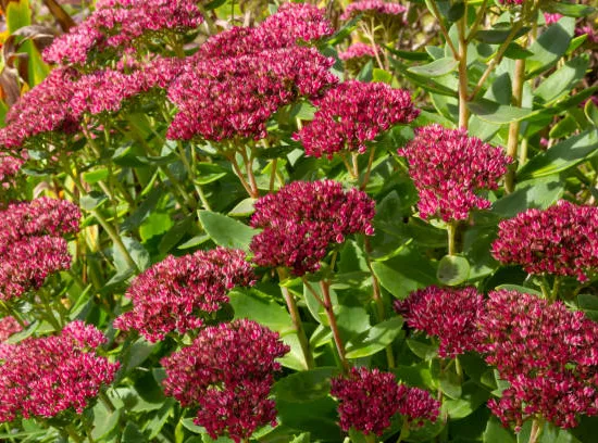 Orpin/sedum 'bertam anderson' rouge