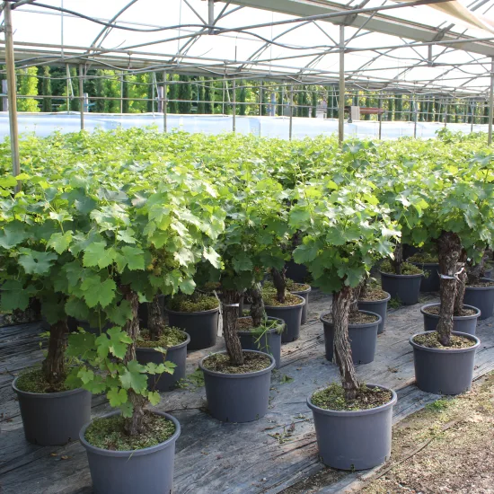 Vigne 'De table'