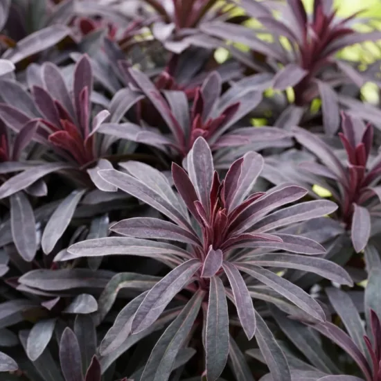 Euphorbe 'Miners merlot'