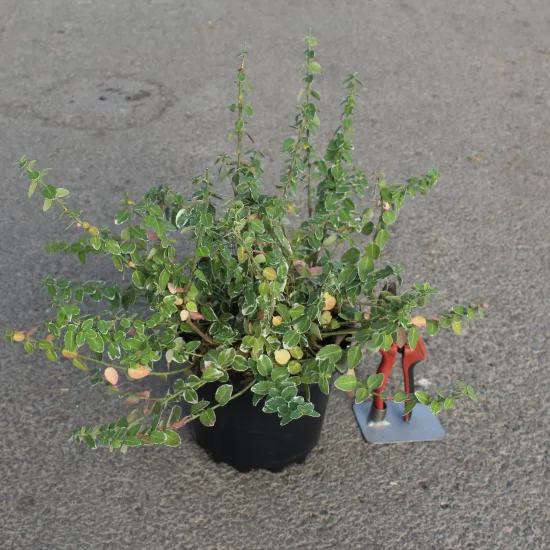 Fusain de fortune 'Emerald gaiety'