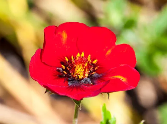 Potentille 'Red jocker'