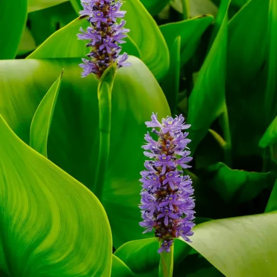 Pontédérie à feuilles en cœur (bleue)