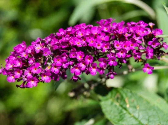 Arbre aux papillons magenta