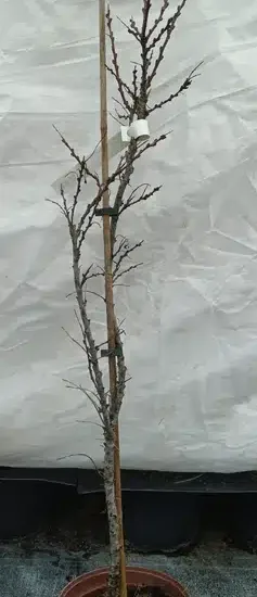 Argousier 'Aley ♂'