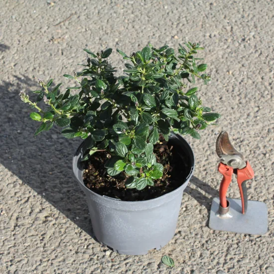 Céanothe gris 'Yankee Point'