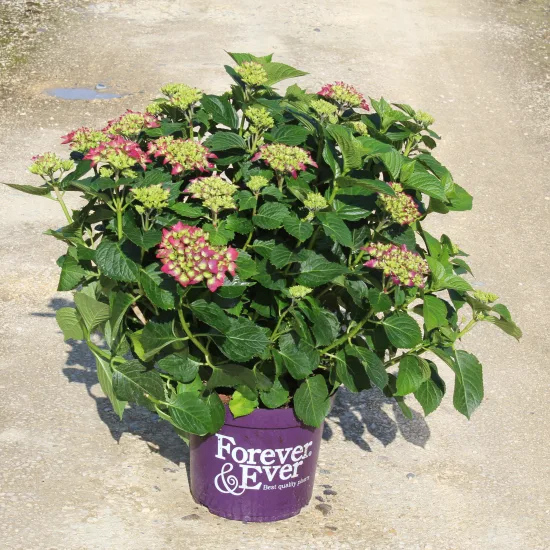 Hortensia 'Forever and ever rouge'